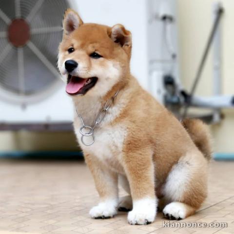 SUPERBES CHIOTS SHIBA-INU, L.O.F.