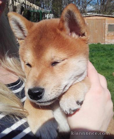 SUPERBES CHIOTS SHIBA-INU, L.O.F.