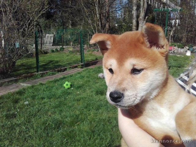 SUPERBES CHIOTS SHIBA-INU, L.O.F.