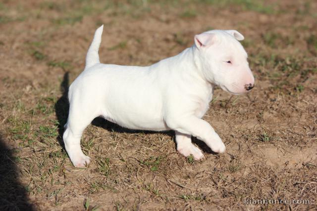 chiot Bull Terrier Miniature