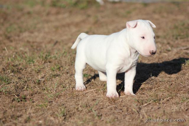 chiot Bull Terrier Miniature
