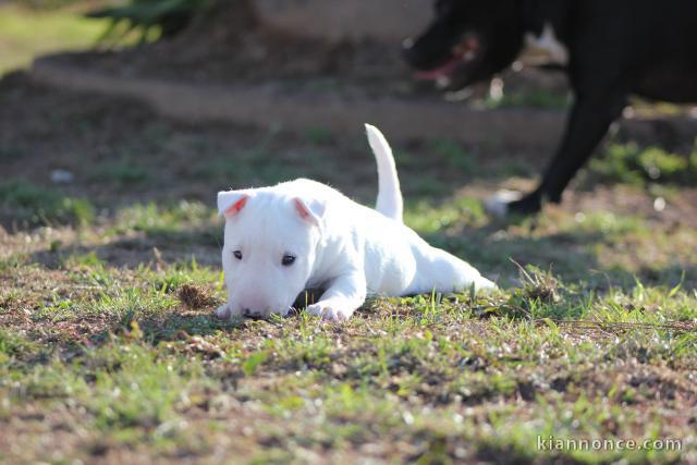 chiot Bull Terrier Miniature