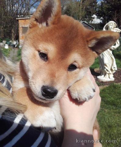 SUPERBES CHIOTS SHIBA-INU, L.O.F.