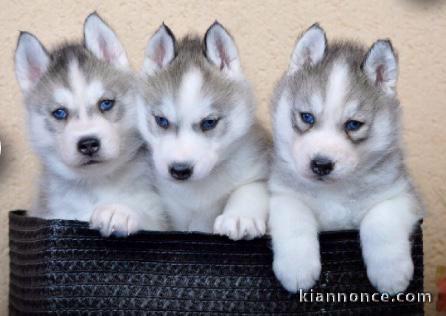 7 adorables chiots husky de Sibérie disponibles de suite, ils ont