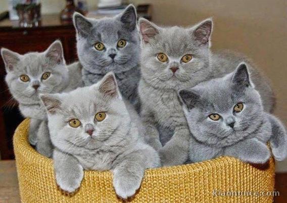 british shorthair de race pure