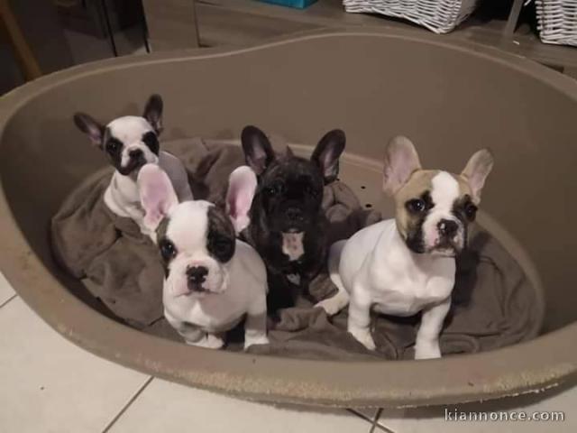 Chiots de race bouledogue français LOF très câlins et sociables à