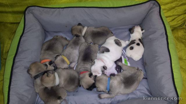 Chiots de race bouledogue français  très câlins et sociables à