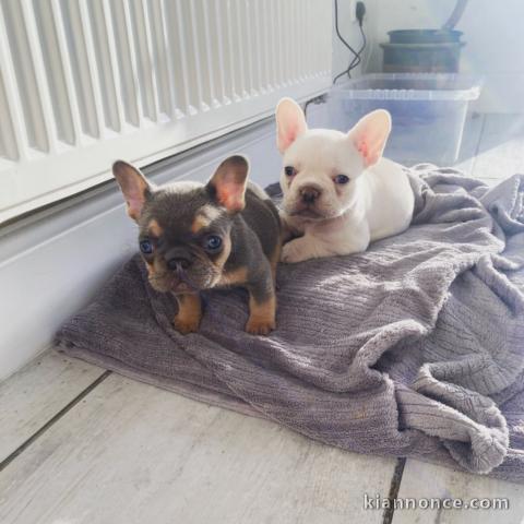 Chiots de race bouledogue français  très câlins et sociables à