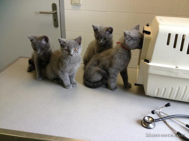 chatons chartreux adorable