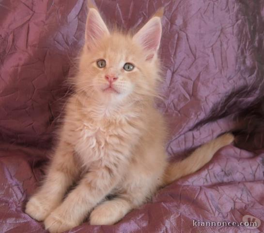 Chaton Maine coon a donner.