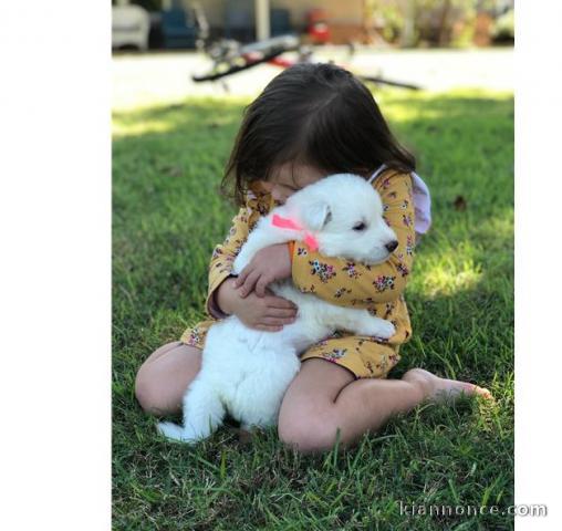 Adorablle berger blanc suisse