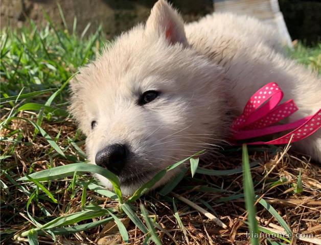 magnifique chiot berger blanc suisse