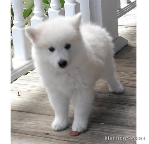 Adorablle chiot spitz loof