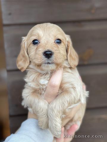 manifiaues chiots cockapoo a donner contre bon soin