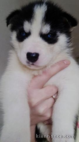 magnifiques Chiots Husky de Sibérie LOF