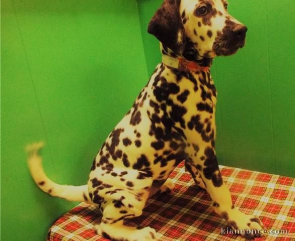 magnifique chiot dalmatien Marron