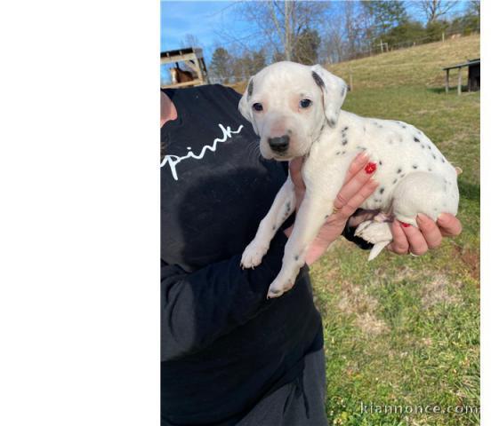 Dalmatien pour famille