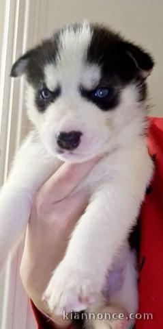 magnifiques Chiots Husky de Sibérie LOF