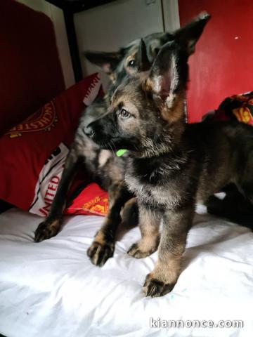 magnifiques Chiots Berger Allemand LOF 