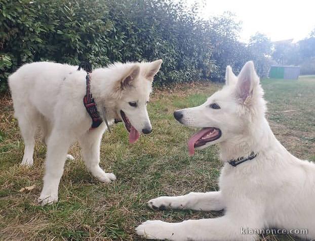 chiots de race berger blanc suisse