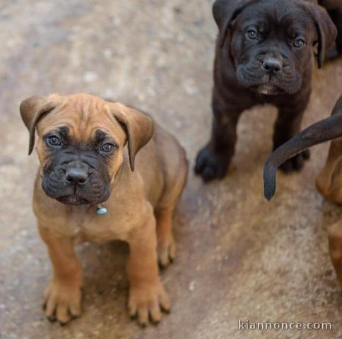 Adorables chiots canne corso