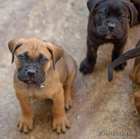 Adorables chiots canne corso