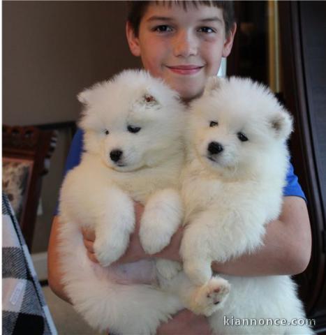 Chiots samoyède loof pour famille