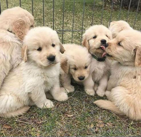 chiot Golden Retriever a donner 