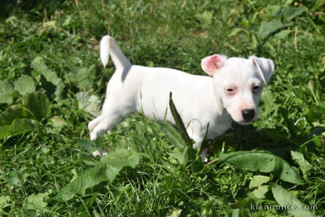 A donner chiot Femelle de race  Jack Russell Terrier