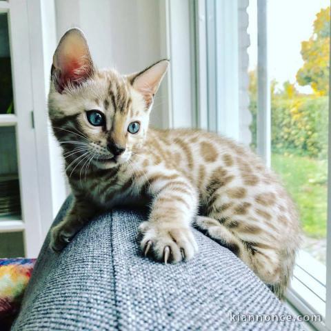 Chaton Bengal a donner.