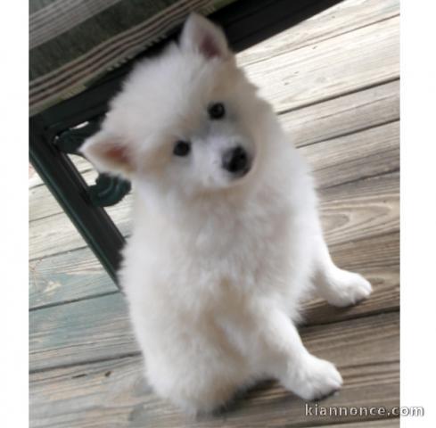 Adorablle chiot spitz a donner