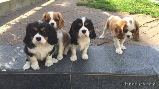 Magnifique Chiots Cavalier King disponible de suite