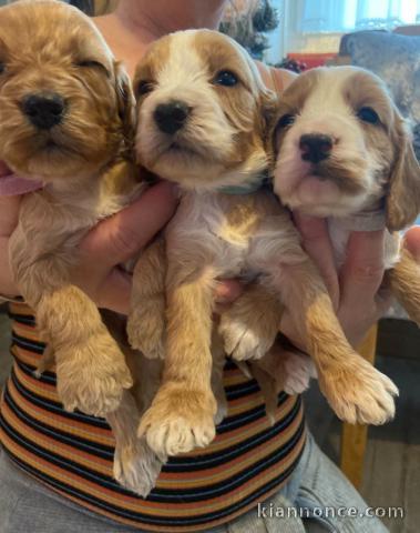 manifiaues chiots cockapoo disponible de suite