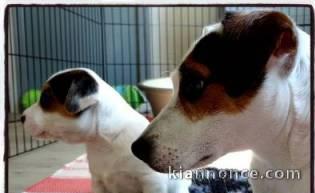 Adorables Chiots Jack Russel Pure Race