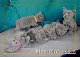 Sublimes Chatons Chartreux Pure Race Pedigree
