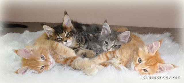  Magnifiques chatons Maine Coon souche pure