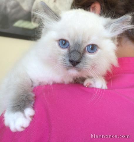 Chaton Ragdoll a donner femelle