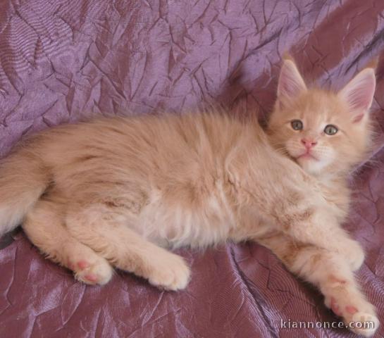 Chaton Maine coon a donner loof..