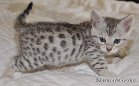 Splendide chat bengal non lof 