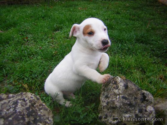 Adorable chiots jack russel  contre bon soins. Très gentil avec l