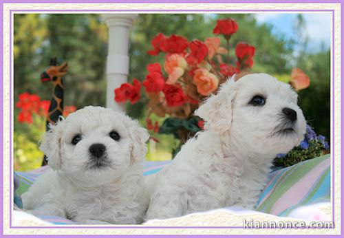 A DONNER CHIOTS BICHONS MALTAIS BLANS