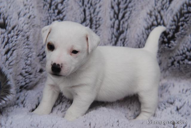 A DONNER CHIOTS JACK RUSSEL