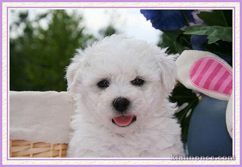 A DONNER CHIOTS BICHONS MALTAIS BLANS