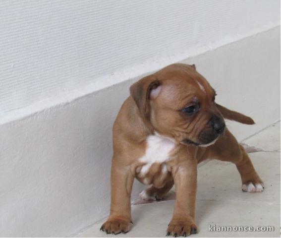 Adorable Chiot Staffordshire bull terrier