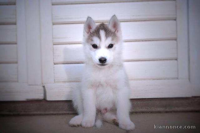 Chiot Husky Sibérien﻿