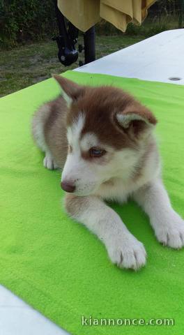 chiots Husky Sibérien﻿