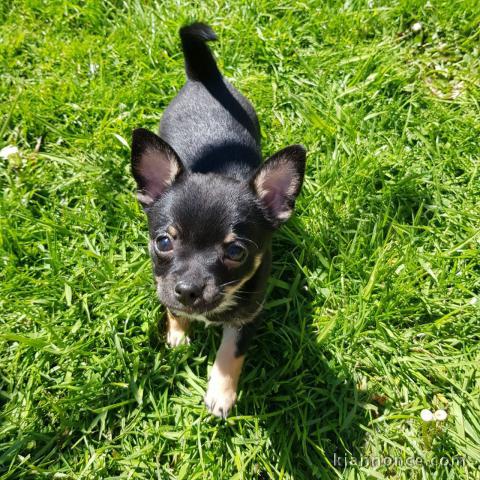 A DONNER CHIOTS CHIHUAHUA NOIRE L.O.F
