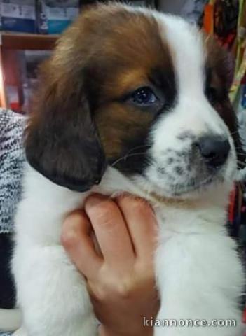 chiots Saint-Bernard adorable