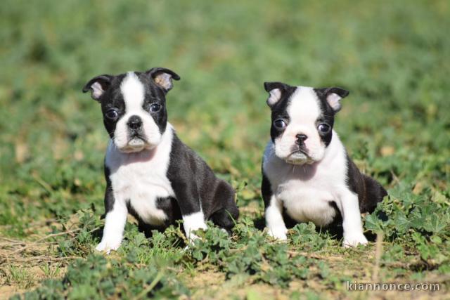 chiots boston terrier