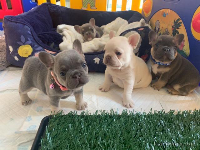 adorables chiots bouledogue français disponible de suite